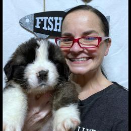 Purple - Mahogany and white female Saint Bernard puppy in New Philadelphia, Ohio from Fletchers Saints
