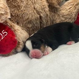 Camron Jr - Black tri male Toy Australian Shepherd puppy in Norco, California from River Springs Aussies