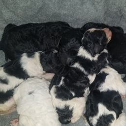 Poodles from Ross Standard Poodles