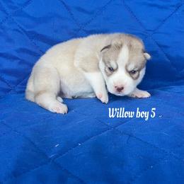 Willow boy 5 - Brown and white male Siberian Husky puppy in Ocala, Florida from Florida Husky Puppies