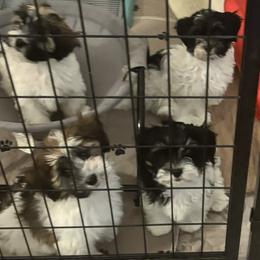Havanese puppies from Lone Tree Havanese
