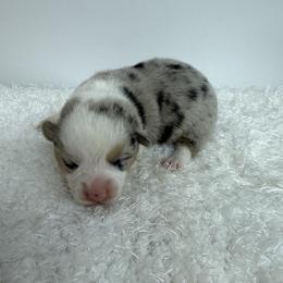 Archie - Blue male Pembroke Welsh Corgi puppy in Hillsville, Virginia from Bonderosa Kennels