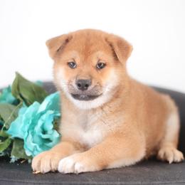 Naruto - Red male Shiba Inu puppy in Neosho, Missouri from Sunny Terrace Shibas