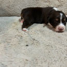 Elastigirl - Red tri-color female Australian Shepherd puppy in Terryville, Connecticut from Spirited Aussies