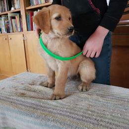 Teal - Golden male Golden Retriever puppy in Merino, Colorado from High Plains Goldens