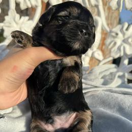 Maltipoo Puppies from Sophies Babies