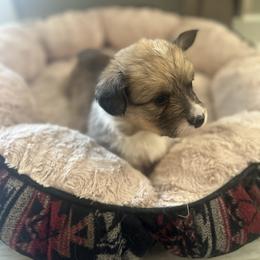 Wild Bill - Sable male Pembroke Welsh Corgi puppy in Huntington, Texas from Flower Hill Farm
