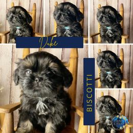 Duke Biscotti (Prince S- D) - Black male Shih Tzu puppy in Xenia, Ohio from Crown & Tress Shih Tzu