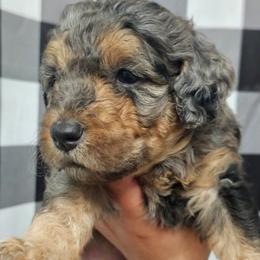 Hera Syndulla - Merle female Bernedoodle puppy in Payson, Utah from All Around Royalty & Royal Whisper Companions