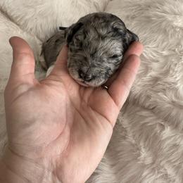 6 - Merle male Labradoodle puppy in Greensboro, Georgia from B’s Doodles