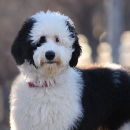 Marley - Sheepadoodle