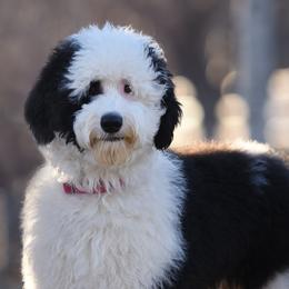 Marley - Sheepadoodle