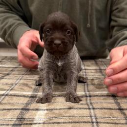 Girl 5 - Brown and gray female Wirehaired Pointing Griffon puppy in Shelley, Idaho from Western Gundogs