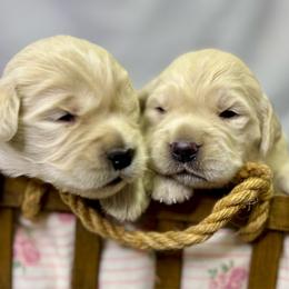 Girl 2 - Golden female Golden Retriever puppy in Tonasket, Washington from Denzil’s Goldens