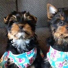 Yorkshire Terriers from Majestic Yorkies