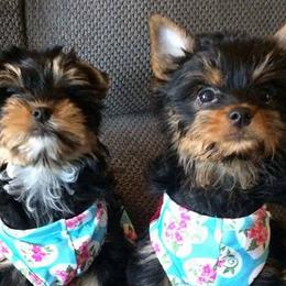 Yorkshire Terriers from Majestic Yorkies