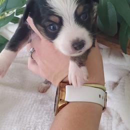 Miniature Australian Shepherd Puppies from Barnyard Mini Aussies