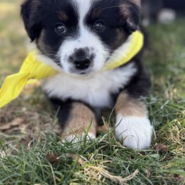 Harry Potter - yellow - Black tri male Miniature American Shepherd puppy in Enumclaw, Washington from Mount Peak Mini American Shepherds