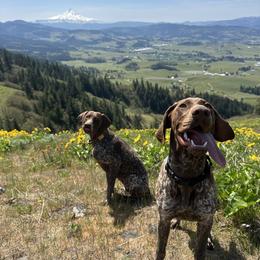 German Shorthaired Pointer All Grown Up from Holding Hands Farm