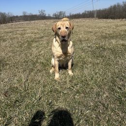 Karma - Labrador Retriever