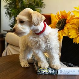 Jason (Red) - Parti male Miniature Schnauzer puppy in Menifee, California from Moonshine’s Minis