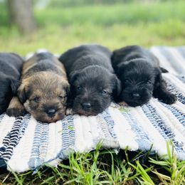 Miniature Schnauzer Puppies from Shannon Truelove