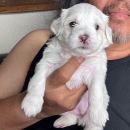 Girl 2 - White female Maltipoo puppy in Las Vegas, Nevada from Maltipoo_vegas