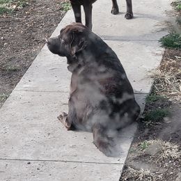 Brutus - Labrador Retriever