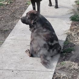 Brutus - Labrador Retriever