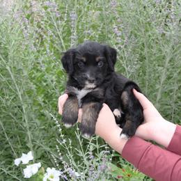 Scout - Phantom female Bernedoodle puppy in Eagle Mountain, Utah from Fur Real Puppies.
