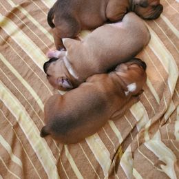 Staffordshire Bull Terrier Puppies from Melissa's Pups