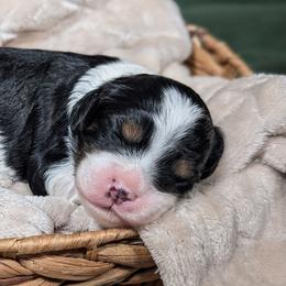 Tri color Boy - Tri-color male Cavapoo puppy in Newport Beach, California from WW Cavapoos