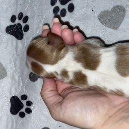 Cavalier King Charles Spaniel Puppies from Cassie’s Cavaliers