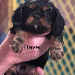 Raven - Black and tan male Cavalier King Charles Spaniel puppy in Broken Arrow, Oklahoma from Cavalier King Charles Heartland