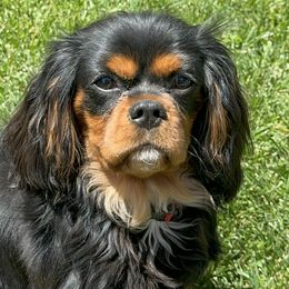 Cavalier King Charles Spaniels from Becky's Cavalier King Charles Spaniels