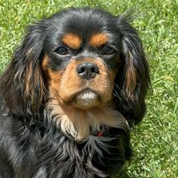 Cavalier King Charles Spaniels from Becky's Cavalier King Charles Spaniels