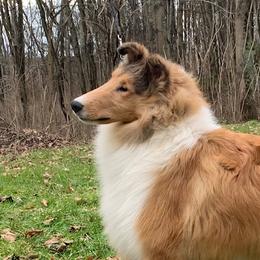 Collie Puppies from Creekwood Collies