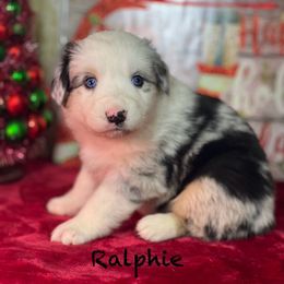 Ralphie - Blue merle male Australian Shepherd puppy in Howardsville, Virginia from Spectacular Aussies and Cavaliers