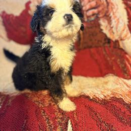 Girl 2 - Black and white female Aussiedoodle puppy in Vinemont, Alabama from Puppy Pals