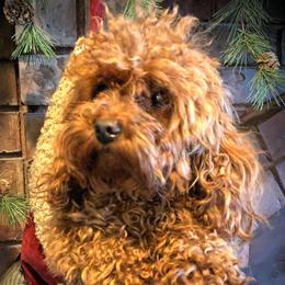 Rosebud - Poodle