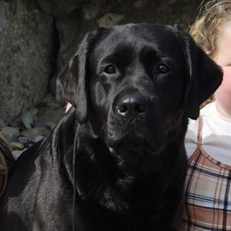 Boy 4 - Black male Labrador Retriever puppy in Naselle, Washington from East Deep River Farm and Labradors