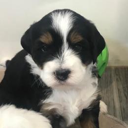 Bernedoodle, Goldendoodle, and Sheepadoodle Puppies from Country Meadow Doodles