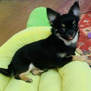  Puppies from Coolballow Chihuahuas & Xoloitzcuintli