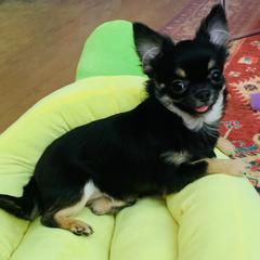  Puppies from Coolballow Chihuahuas & Xoloitzcuintli