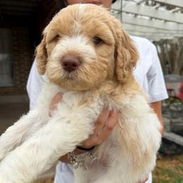 Cupid - Parti male Double Doodle puppy in Yoakum, Texas from The Scott’s Dood Ranch