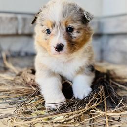 Tater-Black collar male - Blue merle and white male American Corgi puppy in Benjamin, Utah from Nuna’s  Corgis
