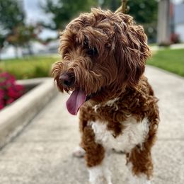 Luna - Goldendoodle