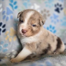 Forrest - Red merle male Australian Shepherd puppy in Russellville, Kentucky from Page Family Homestead