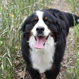 Elsa - Bernese Mountain Dog