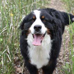 Elsa - Bernese Mountain Dog